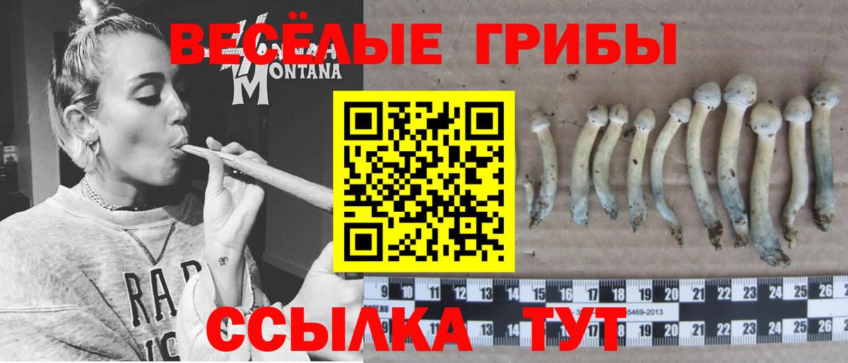 Петровск  Псилоцибиновые грибы мицелий  Псилоцибиновые грибы Psilocybe  Вход с VPN 